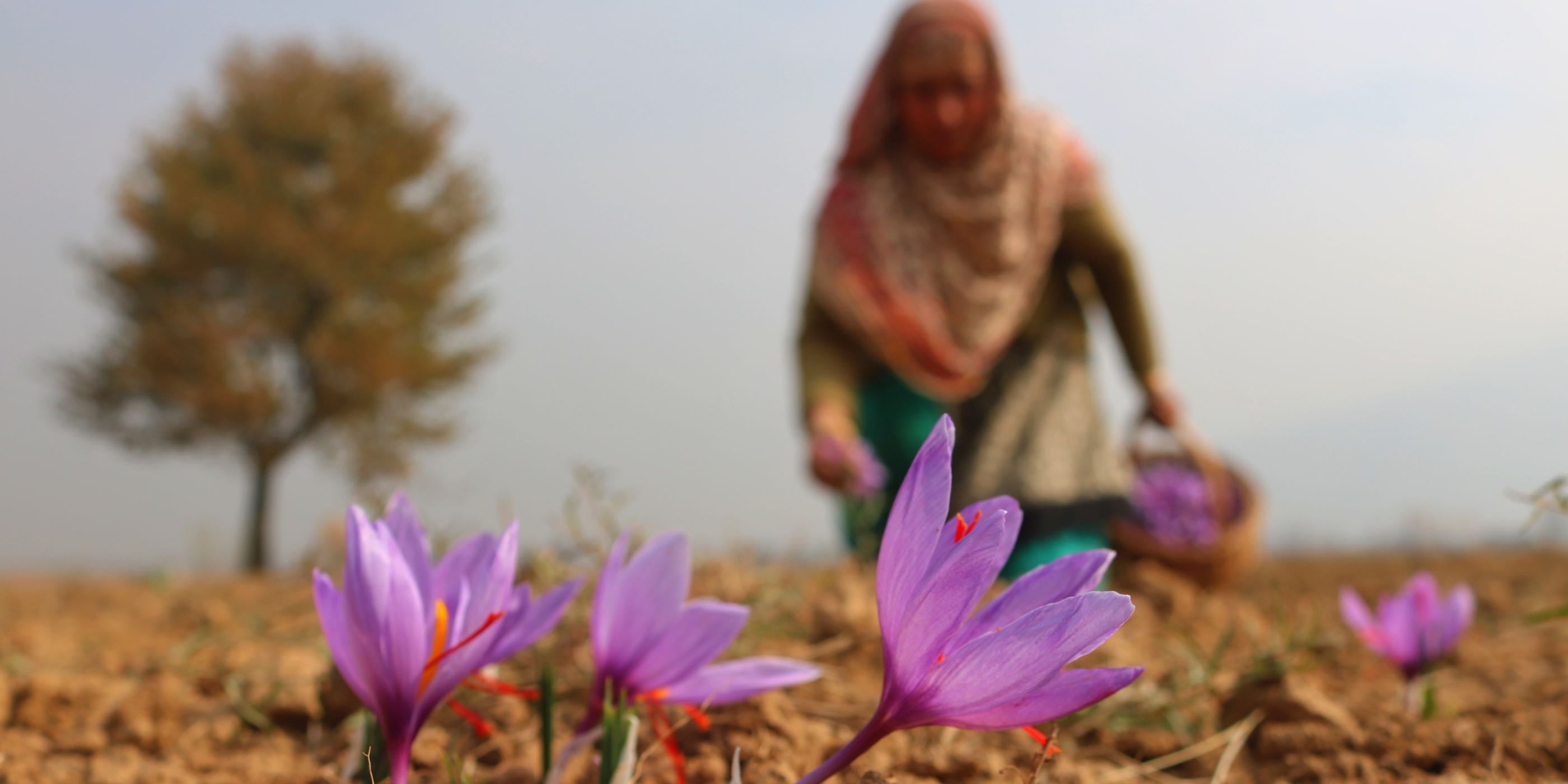 Close-up of purple Saffron flowers with a person in traditional attire and a tree in the background.