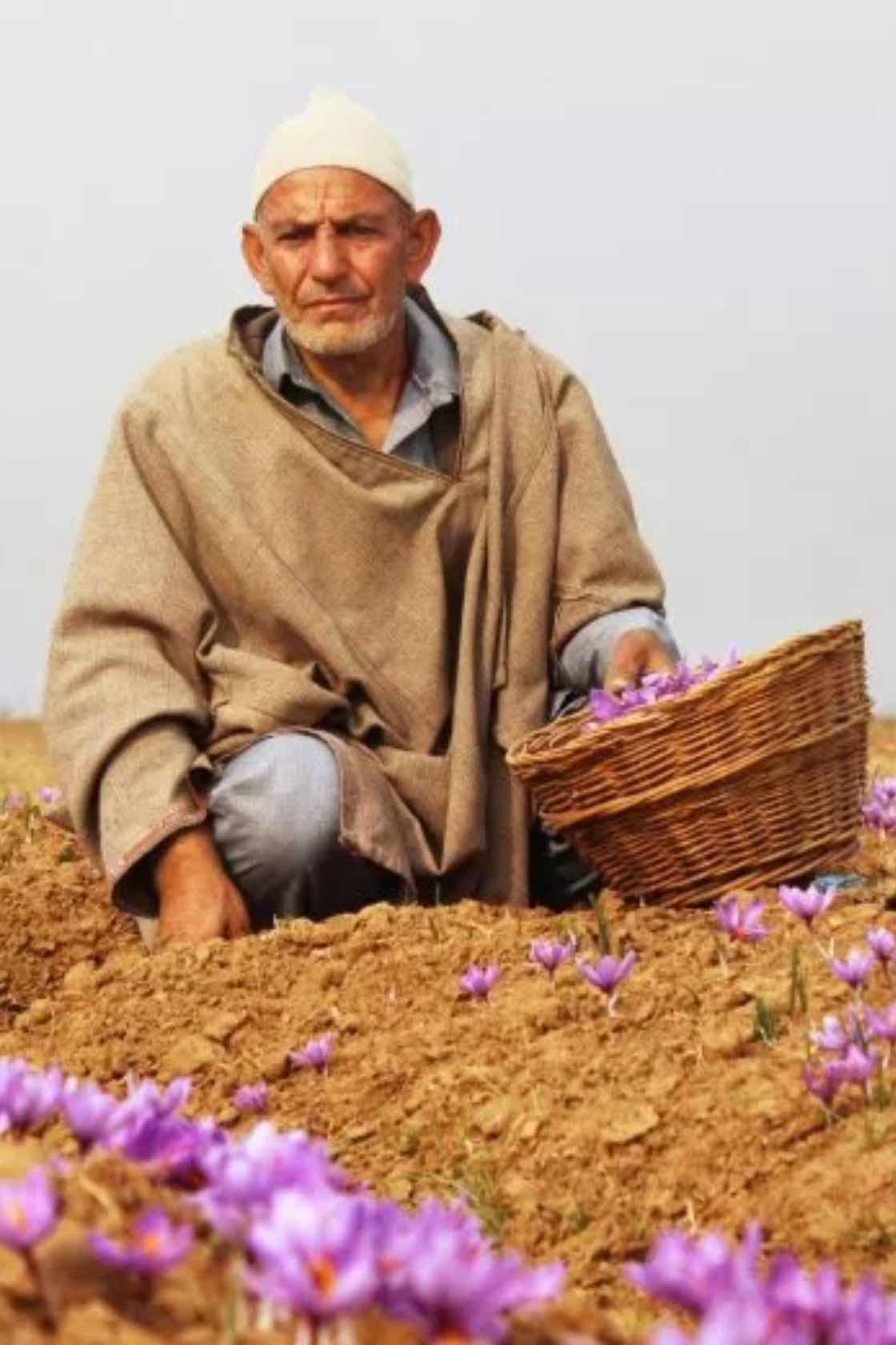 Organic Saffron